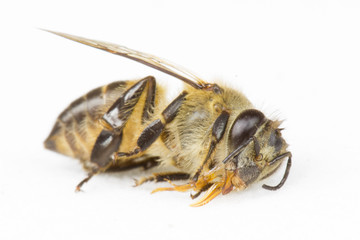 Bee