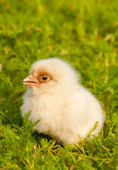 Chick