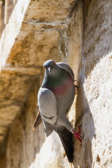 Urban Pigeon