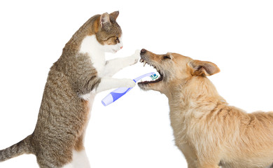 Fototapeta premium Cute cat cleaning a dogs teeth