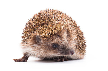 wild hedgehog isolated on white