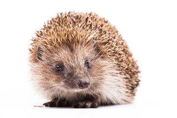 wild hedgehog isolated on white