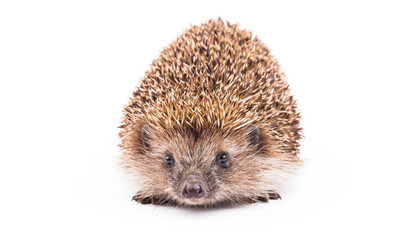Fototapeta premium wild hedgehog isolated on white