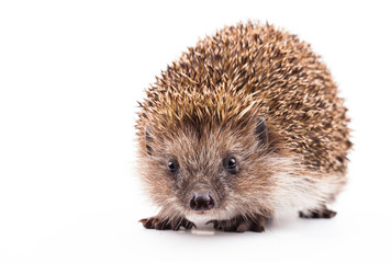 wild hedgehog isolated on white