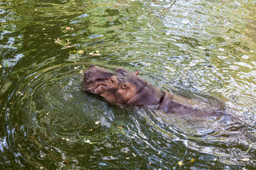 Hippopotamus swimming in water