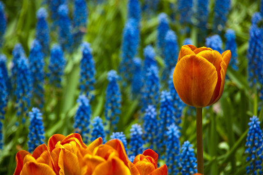 0173 Tulpe im falschen Beet