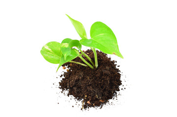 young plant