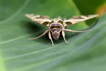 Schmetterling/Falter