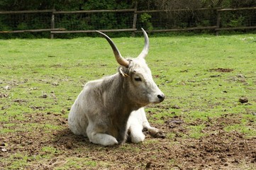 White hungarian cattle on pasture