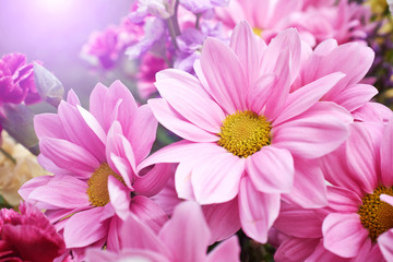 Beautiful spring daisy flowers