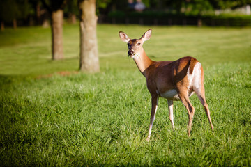 Portrait of pregnant whitetail deer doe, Odocoileus virginianus