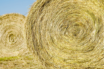 Bales of hay in field during spring