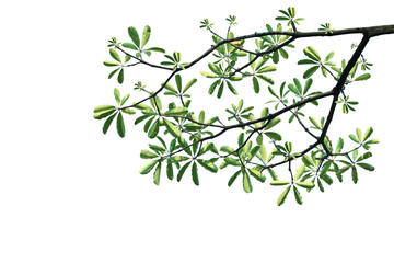 green leaves and tree branch on white background