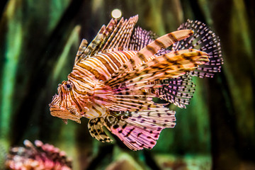 Fototapeta na wymiar Close up view of a venomous Red lionfish