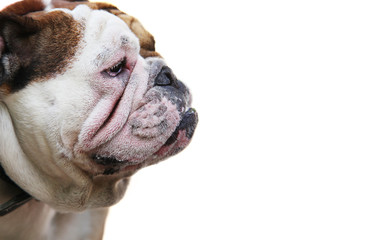 Isolated English Bulldog Head on the White