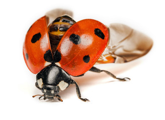 Ladybird or Ladybug - About to Take Off
