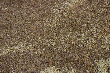 agro seeds carpet
