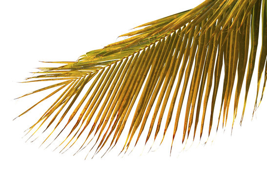 Fototapeta palme mûre sur fond blanc