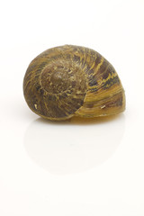 Snail shell isolated on white
