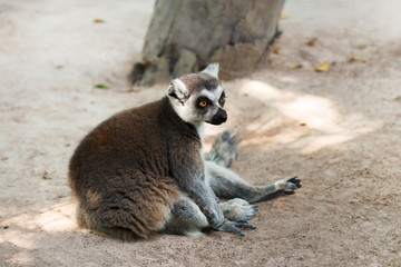 Brown lemur on ground