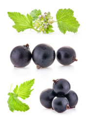 Black currant berry and green leaves with flowers on white