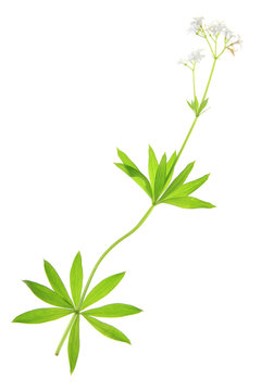 Waldmeister (Galium odoratum)