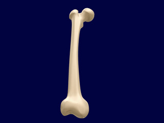 Femur bone