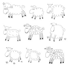 Sheep sketches