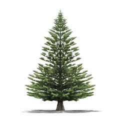 arbre sur fond blanc