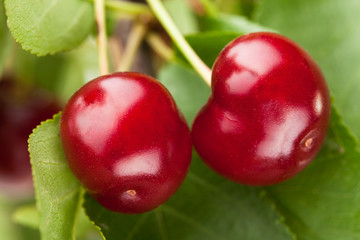 cherry two