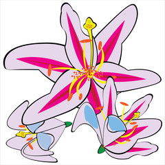 white vector lily isolated on white background