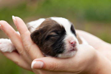 Newborn puppy dog in woman hands © Ilike