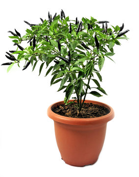 ornamental pepper grown in pots  isolated on white
