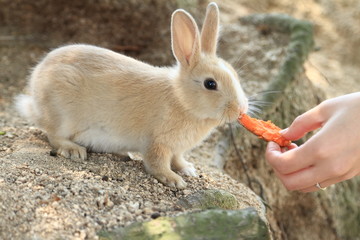 うさぎ