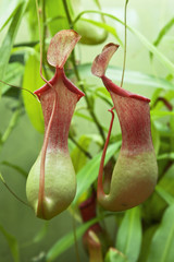 flower	Nepenthes