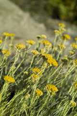 Dwarf everlast or Immortelle (Helichrysum arenarium)