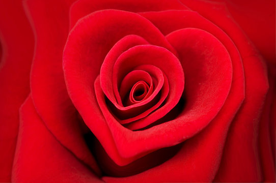 Rose rouge forme coeur