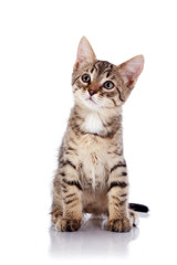 The striped small kitten sits on a white background.