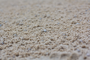 Fototapeta na wymiar Crab podejmowania dom na piasku