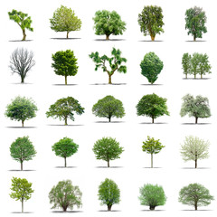 lot d'arbres sans feuilles sur fond blanc en haute définition - obrazy, fototapety, plakaty