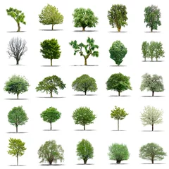 Fotobehang lot d'arbres sans feuilles sur fond blanc en haute définition © Production Perig