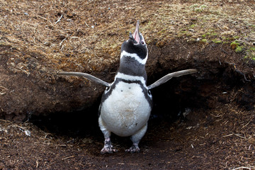 Magellanic Penguin in front of his nest