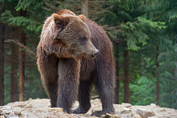 Obraz premium Brown bears in the Carpathians.