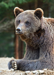 Fototapeta premium Brown bears in the Carpathians.