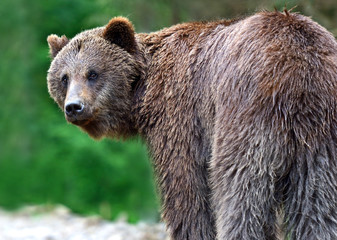 Naklejka premium Brown bears in the Carpathians.
