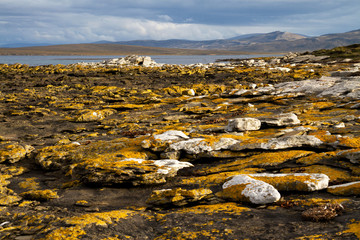 Coastline Falkland Islands
