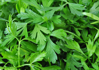 Fresh parsley