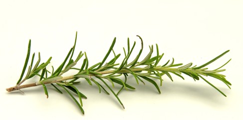 Hojas de romero © dulsita