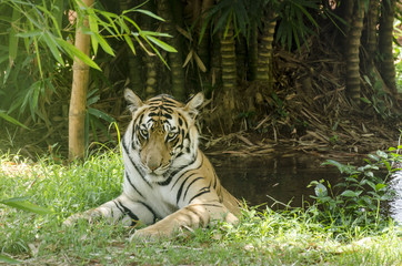 Fototapeta na wymiar Tiger Relaxing in Pool
