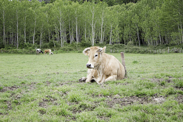 Bull on meadow